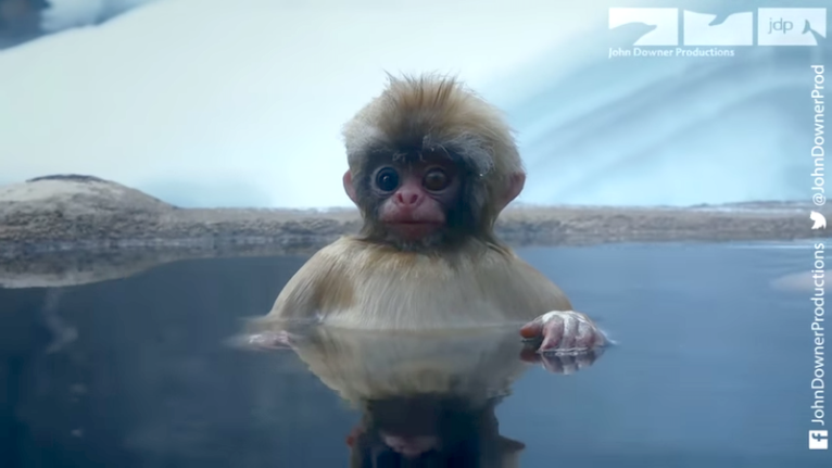 Robot Spy Monkey Enjoys A Spa With Snow Monkeys