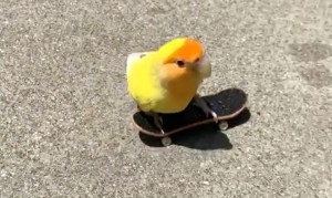 Skateboarding Bird
