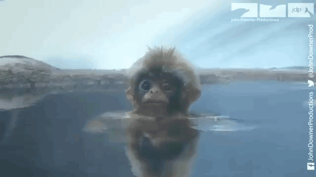 Spy Monkey Observes Grooming Rituals of Macaque Under Water