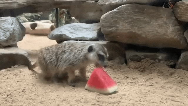 Animals Eating Watermelon