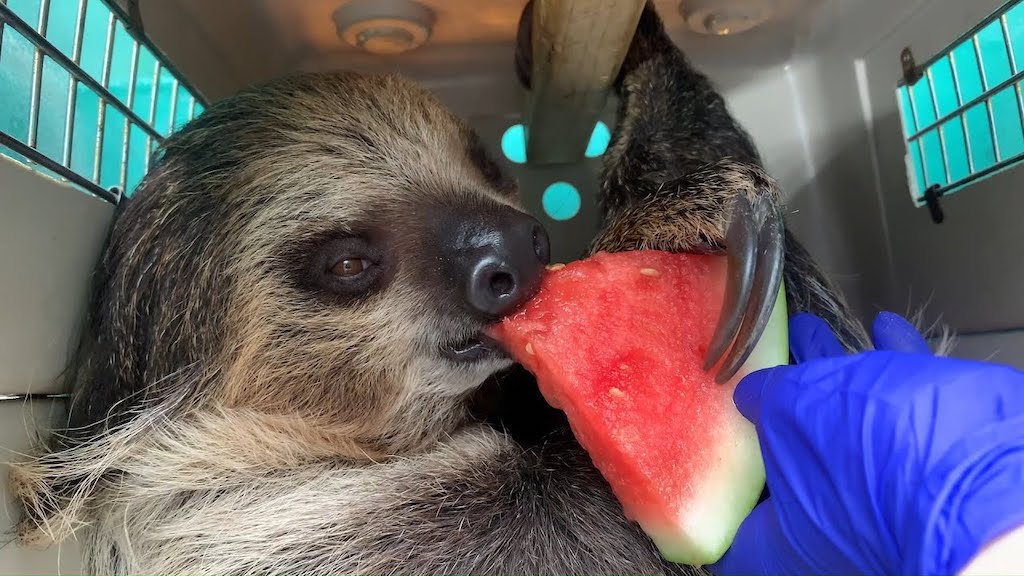 Animals-Eating-Watermelon.jpg