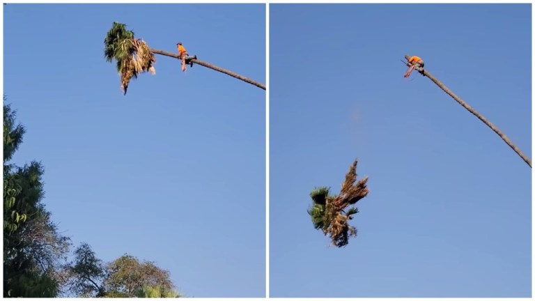 Arborist Climbs Palm Tree