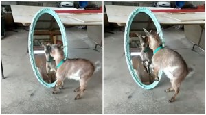 Baby Goat Battles Himself in Mirror