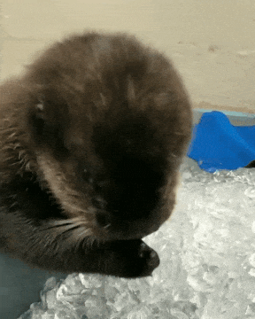 Baby Otter Chomps Ice