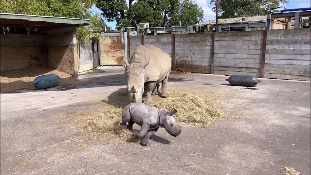 Baby-Rhino-With-Zoomies-Runs-Circles-Aro