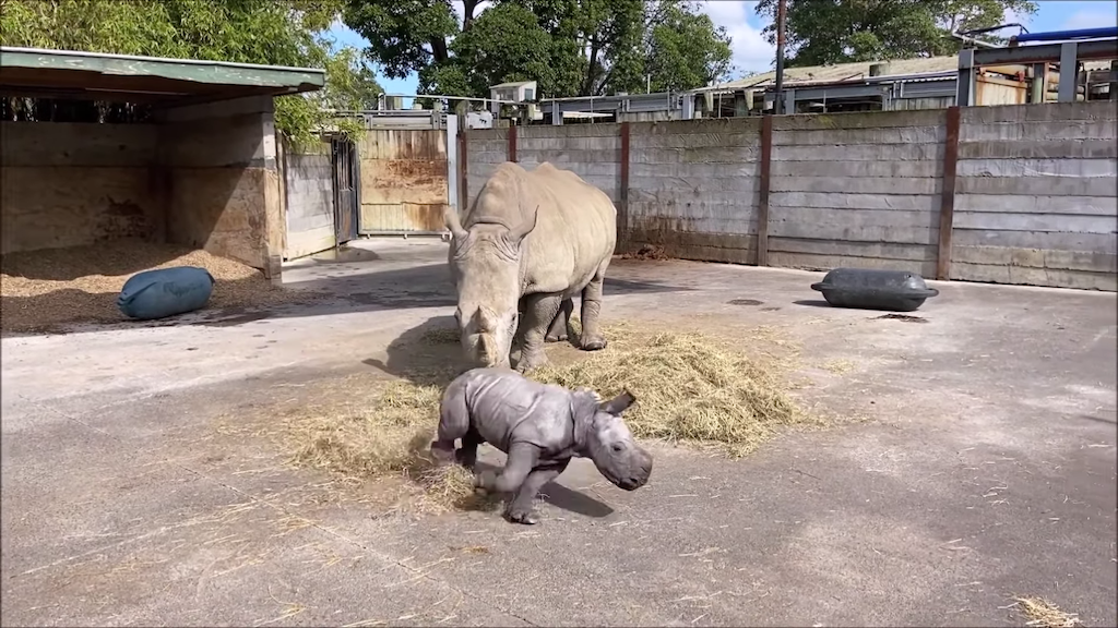 Baby Rhino With Zoomies Runs Circles Around Her Mum