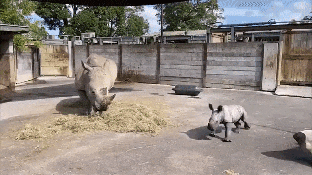 Baby Rhino Zoomies Around Mum