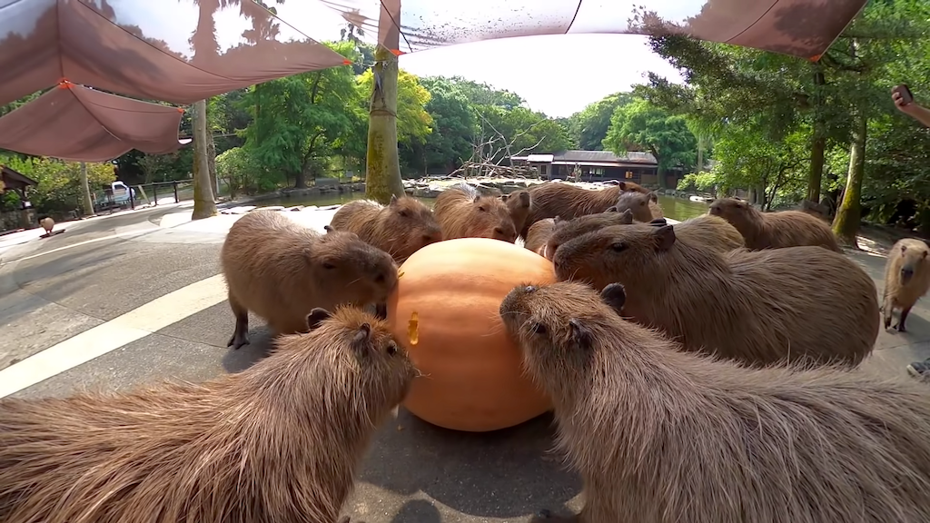 Capybara eat huge pumpkin