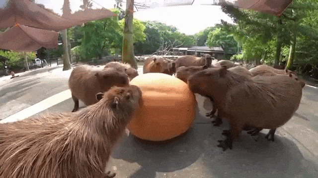 Capybaras Descend Upon Giant Pumpkin
