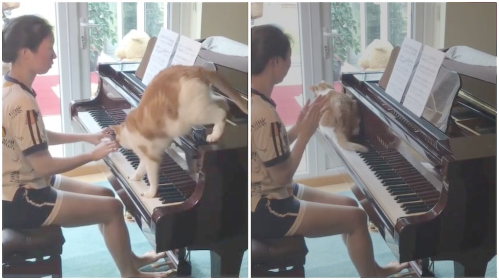 Cat Walks Across Piano Keyboard