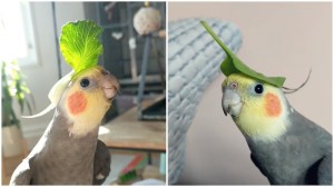 Cockatiel Sings With Veggies on Head