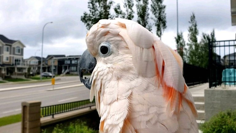 Cockatoo Clucks Like Chicken