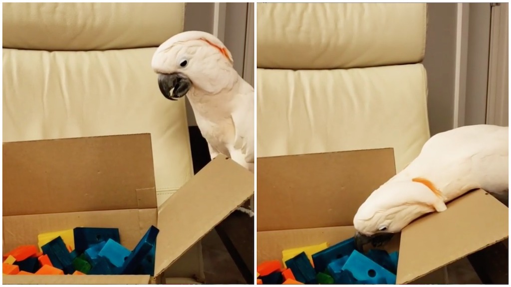 Cockatoo Helps Human Unpack Blocks