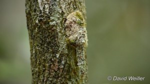 Debris Carrying Camouflaged Larva