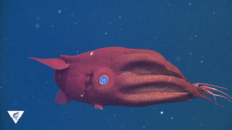 Deep RelaxOcean The vampire squid Guide Meditation