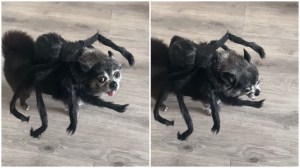 Dog in Spider Costume