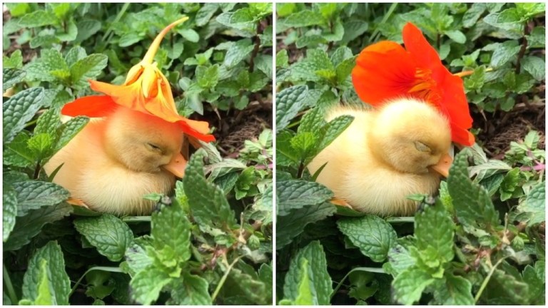 Drowsy Duckling Falls Asleep Under Flower