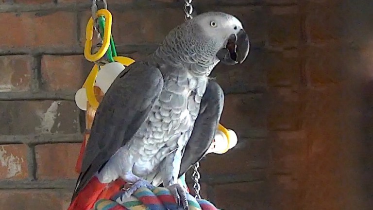 Einstein the Texan Talking Parrot