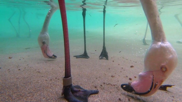 Flamingos Feeding Underwater