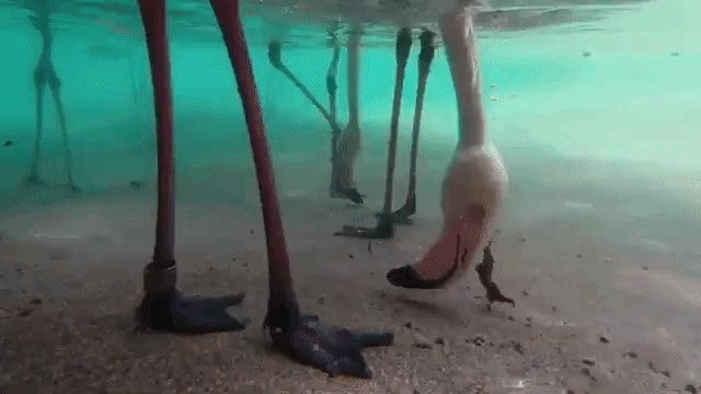 Flamingos Feeding Underwater