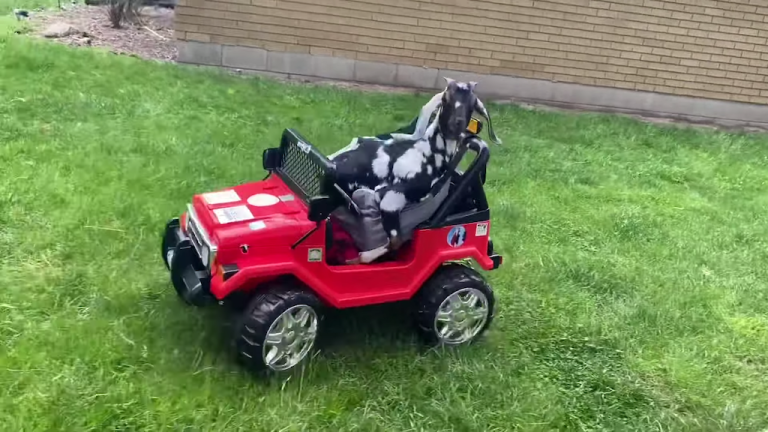 Goat Rides in a Jeep