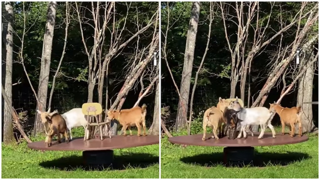 Goats on Merry Go Round