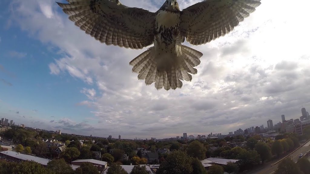 Hawk v Drone