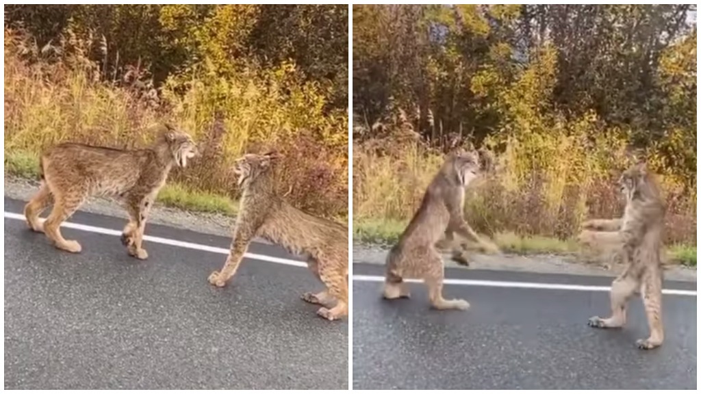 Lynx Confrontation