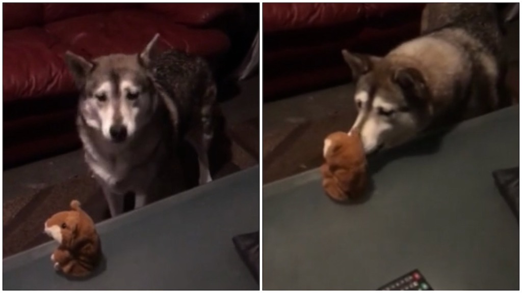 Malamute Conversation With Talking Toy Hamster