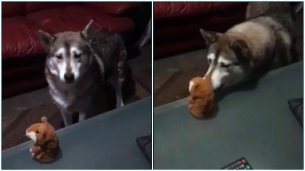 Malamute Talks to Toy Hamster