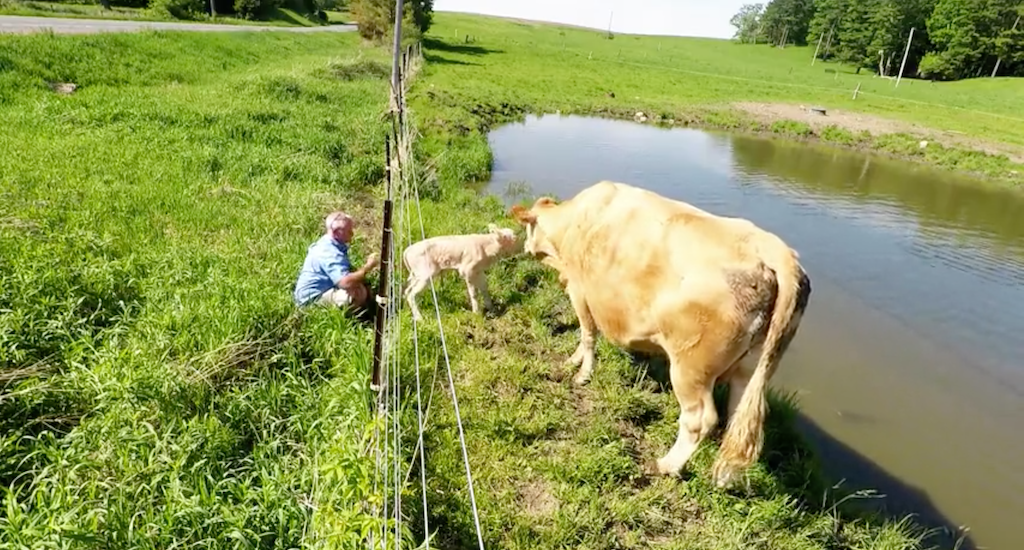 Man-Helps-Cow-Retrieve-Calf-from-Fence.p