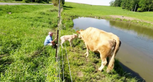Man Helps Cow Retrieve Calf from Fence