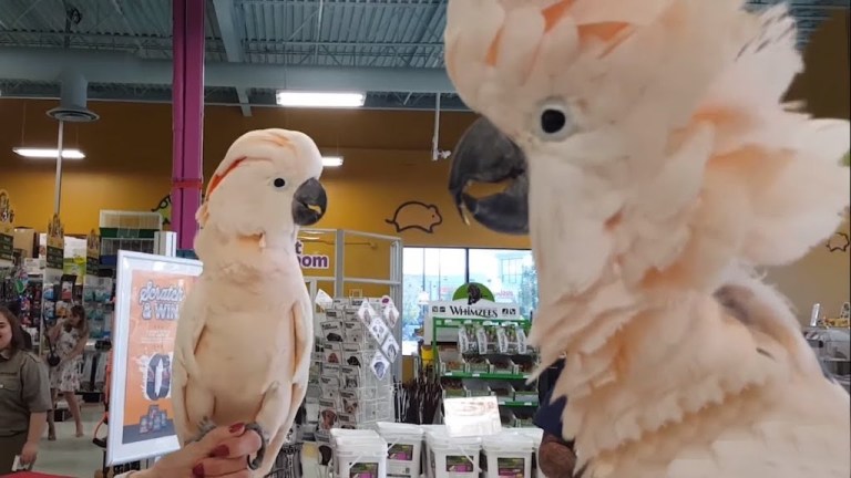 Max and Q Cockatoos Meet