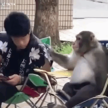 Monkey Tells Man a Secret