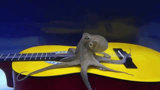 Octopus Checks Out Guitar