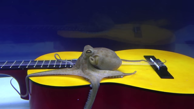 Octopus Reacts to Guitar