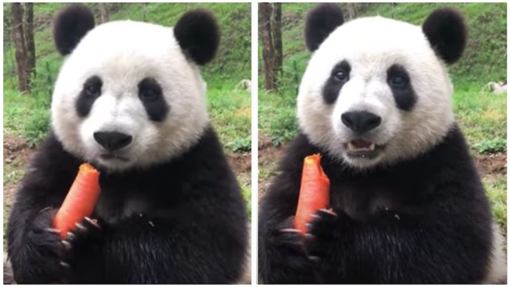 Panda-Chomps-Loudly-Carrot.jpeg