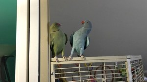 Parakeet Conversation