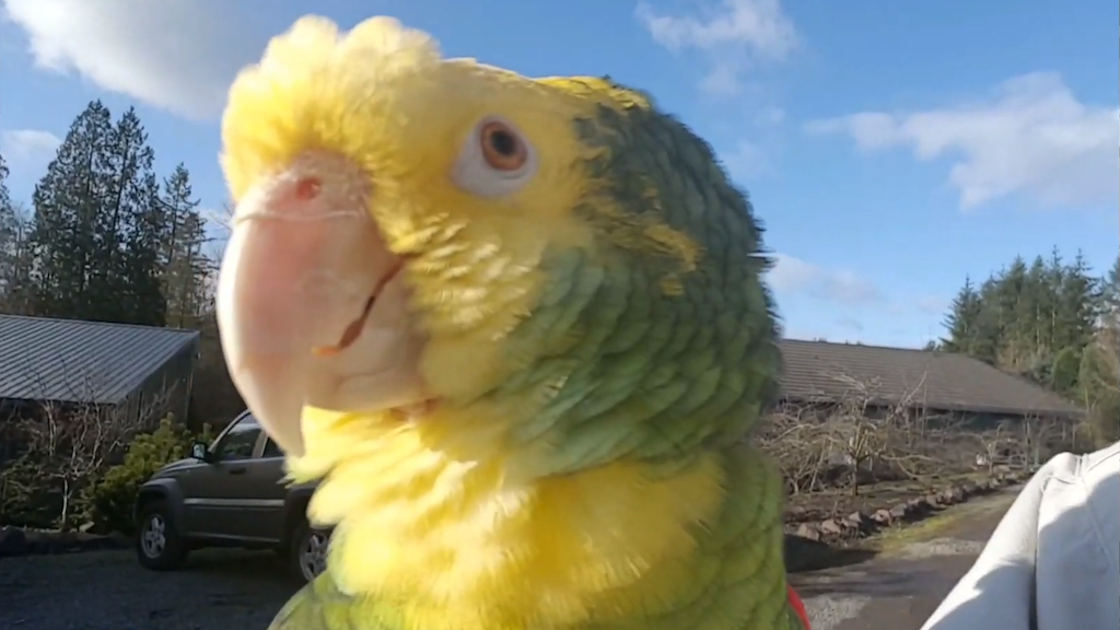 Parrot Loves to Sing Opera