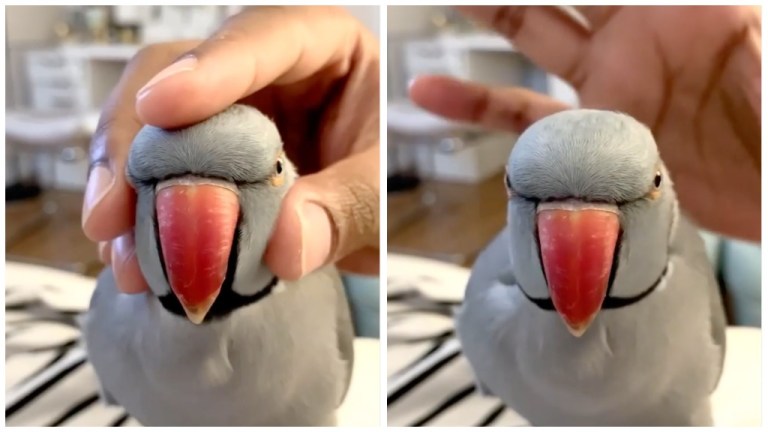 Parrot Squeaky Toy