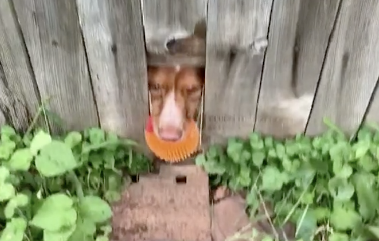 Playing-Fetch-Through-Hole-in-Fence.png