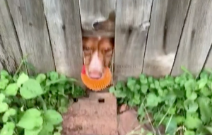 Playing Fetch Through Hole in Fence