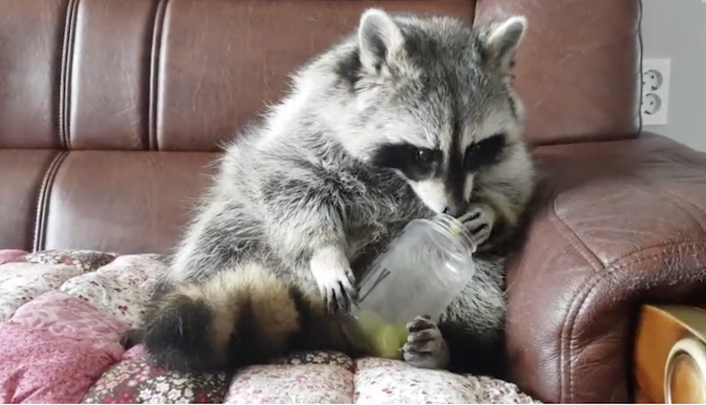Raccoon Sits Upright to Eat Grapes