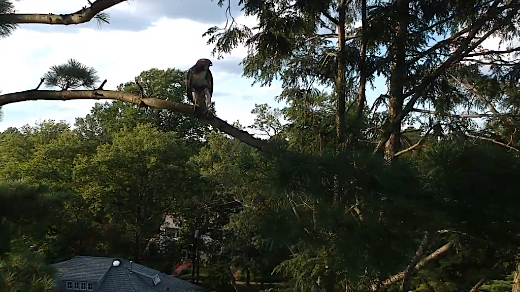 Red-Tailed-Hawk-Attacks-Drone.png