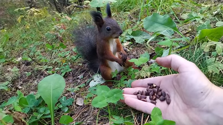 Startled-Squirrel-Freezes-in-Place.png