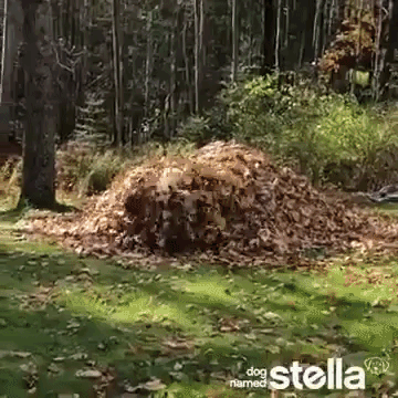Stella Leaf Pile Jumping Compilation