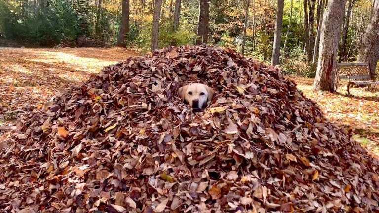 Stella in Leaves