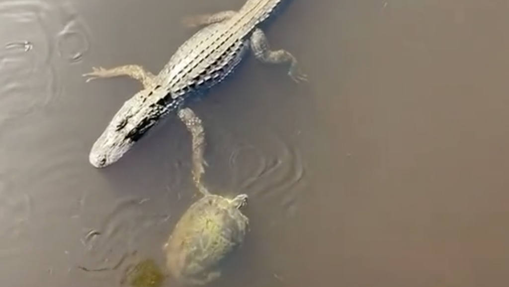 Turtle-Gives-Alligator-High-Five.png