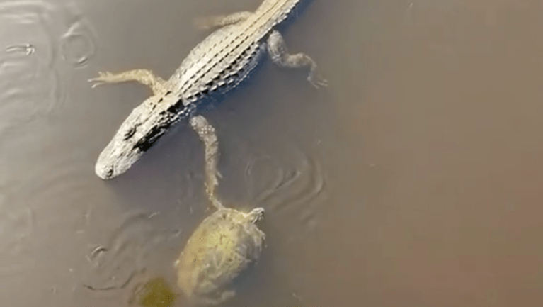 Turtle Gives Alligator High Five