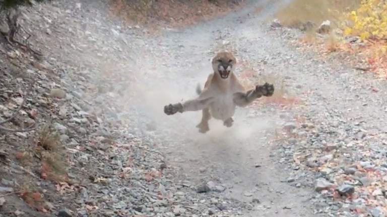 Angry Cougar Stalks Photographer